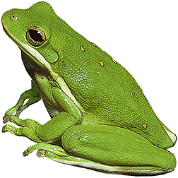 American Green Frog